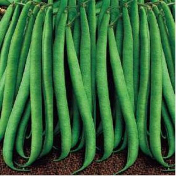 Seminte fasole fideluta verde Prelude PPZ 250 GR - - Roveli