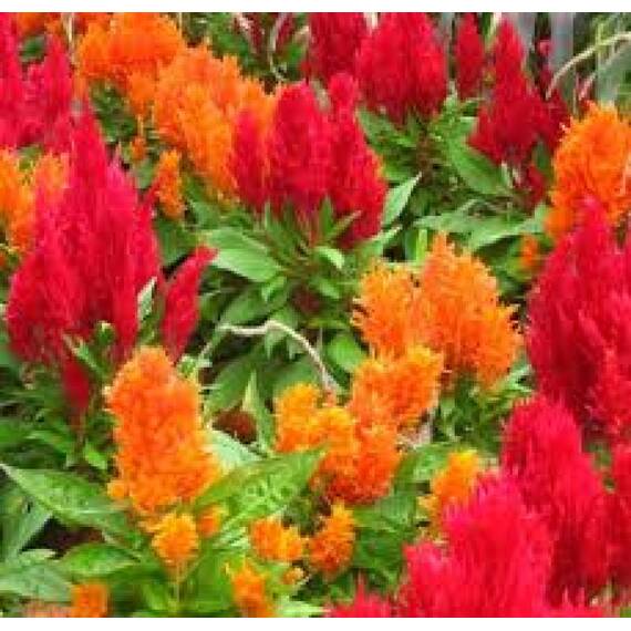 Seminte flori Creasta cocosului Horti Tops 0.5 GR - - Roveli