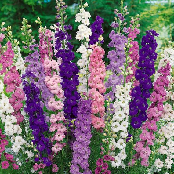 Seminte flori Nemtisor Horti Tops 0.75 GR - - Roveli