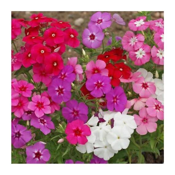 Seminte flori Phlox Drummondi nana compacta HT 0.2 GR - - Roveli