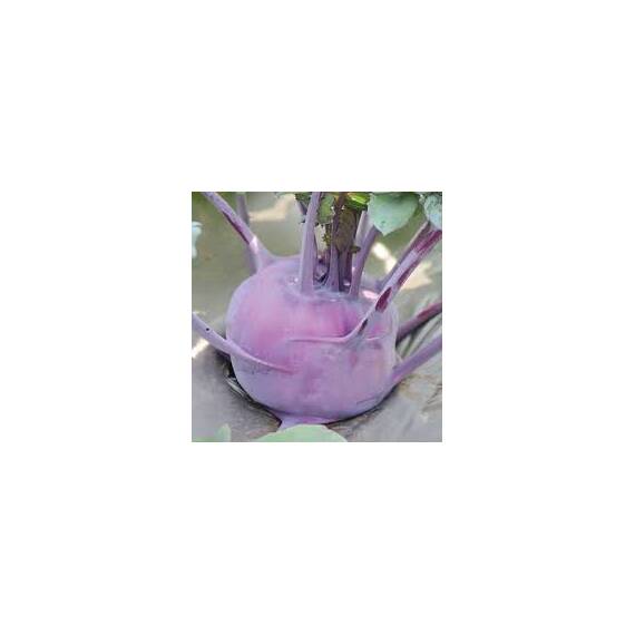 Seminte gulioare mov Delicacy Purple PPZ 10 GR - - Roveli