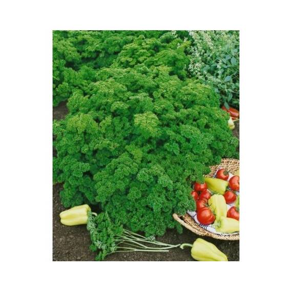 Seminte patrunjel frunza creata Moss Curled PPZ 50 GR - - Roveli