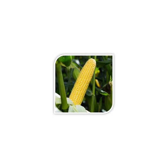 Seminte porumb zaharat Strongstar F1 (1000 seminte) - - Roveli