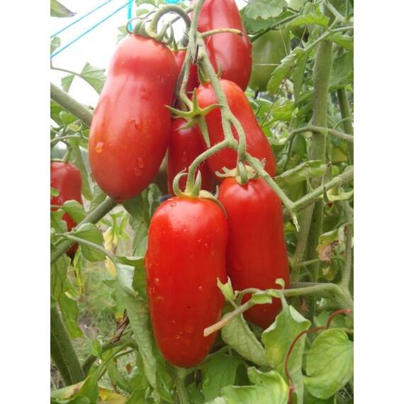Seminte rosii San Marzano Nano 4 Florian 0.5 gr - - Roveli