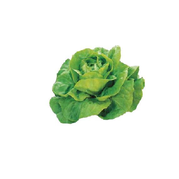 Seminte salata Justine 10 GR - - Roveli