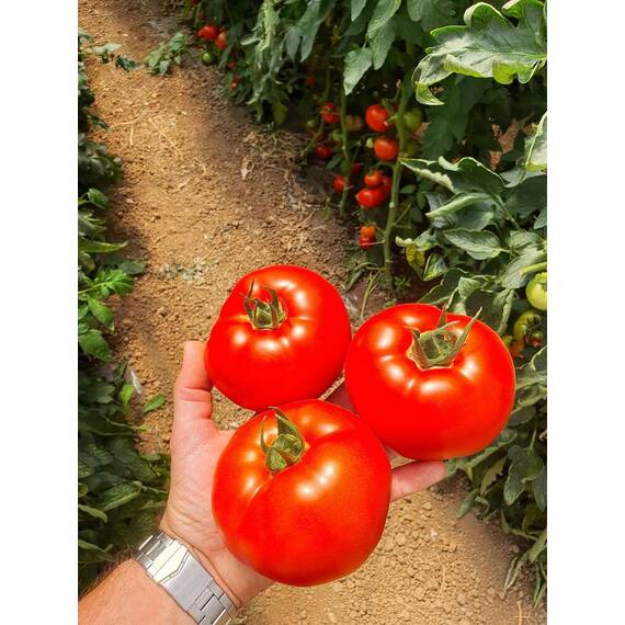 Seminte tomate Zadurella F1 (250 seminte) - - Roveli