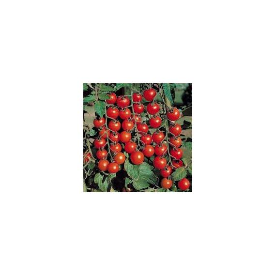 Seminte tomate cherry Red Tim Cherry Horti Tops 0.5 GR - - Roveli