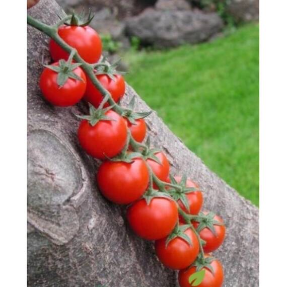 Seminte tomate cherry Shiren F1 (100 seminte) - - Roveli