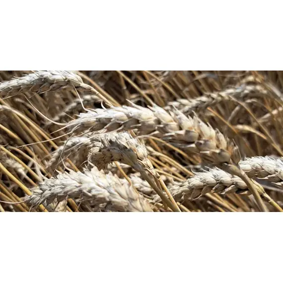 Samanta grau Garavusha C2 1000 kg - - Roveli