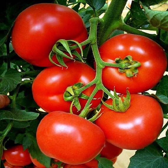 Seminte tomate Primadona F1 (100 seminte) - - Roveli