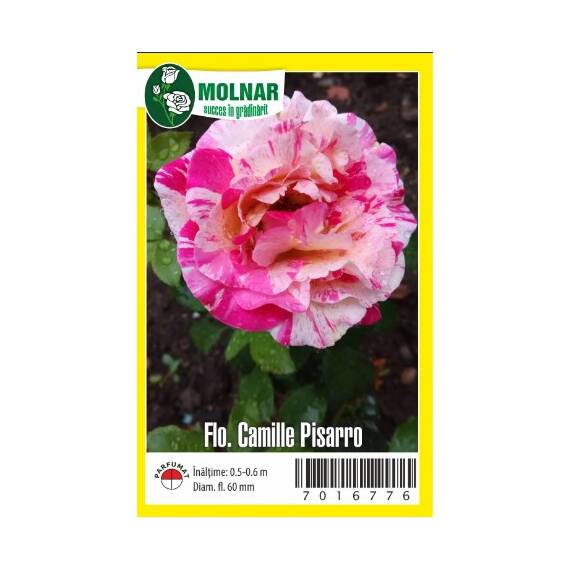 Butasi Trandafiri Poliantha bicolor Camil Pissaro - 2- Roveli