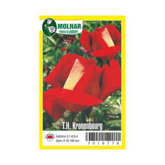 Butasi Trandafiri Teahibrid bicolor Kronenbourg - 2- Roveli
