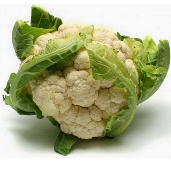 Seminte conopida Autumn Giant Herfstreusen Horti Tops 1 GR - - Roveli