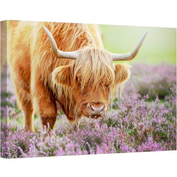 Tablou canvas - Bivol in Campie de Flori, Vaca, Bovine, Taur, Animal, Claxoane, Rural, 60 x 90 cm - - Roveli