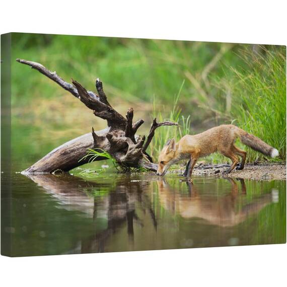 Tablou canvas - Vulpe Rosie, Natura, Animal, Vulpe, Salbatic, Fauna, 40 x 60 cm - - Roveli