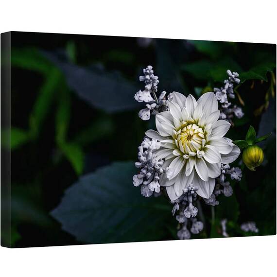 Tablou canvas - Floare de Dalie, Floare, Macro, Gradina, Petale, Alb, Dahlia, 60 x 90 cm - - Roveli