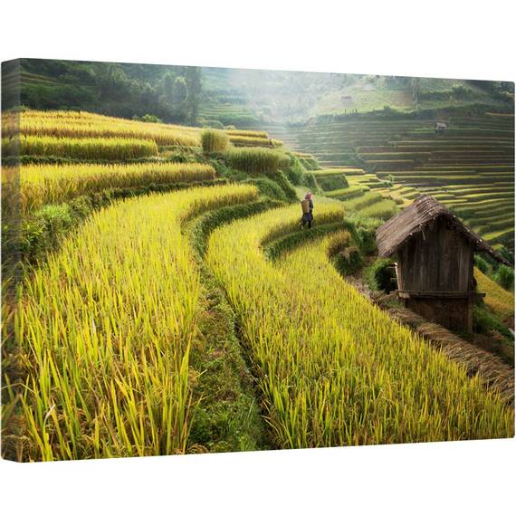 Tablou canvas - Continua Sa Mergi, Terasa, Terase, Ferma, Agricultura, Plantatie, Orez, 40 x 60 cm - - Roveli