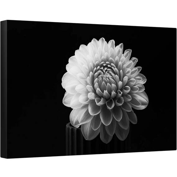 Tablou canvas - Dalia, Dahlia, Floare, Alb-Negru, 80 x 120 cm - - Roveli