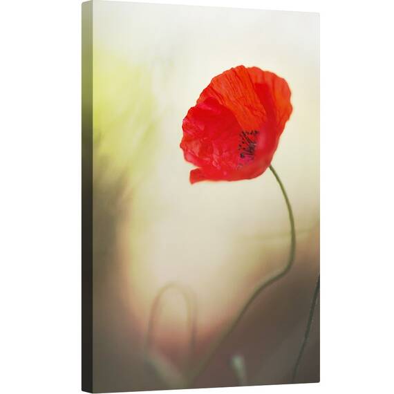 Tablou canvas - Flori de Maci, Rosu, Idila, Moale, Iubire, Patima, 60 x 90 cm - - Roveli