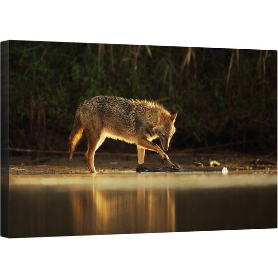 Tablou canvas - Joc de Dimineata, Natura, Animal, Salbatic, Fauna, sacal, Lup, 50 x 80 cm - - Roveli