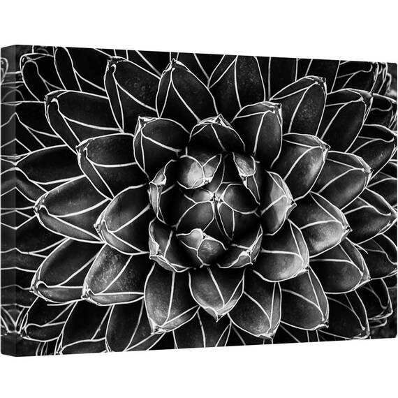 Tablou canvas - Matematica Naturala, Inchis, Detaliu, Simetrie, Botanic, Macro, Abstract, 60 x 90 cm - - Roveli