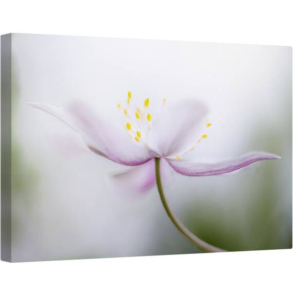 Tablou canvas - Nemorosa, Floare, Roz, Petale, Moale, 80 x 120 cm - - Roveli