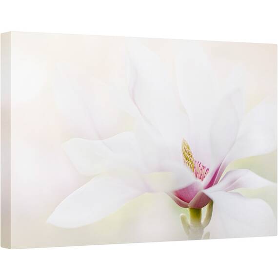 Tablou canvas - Puritate, Magnolie, Alb, Flora, Macro, 80 x 120 cm - - Roveli