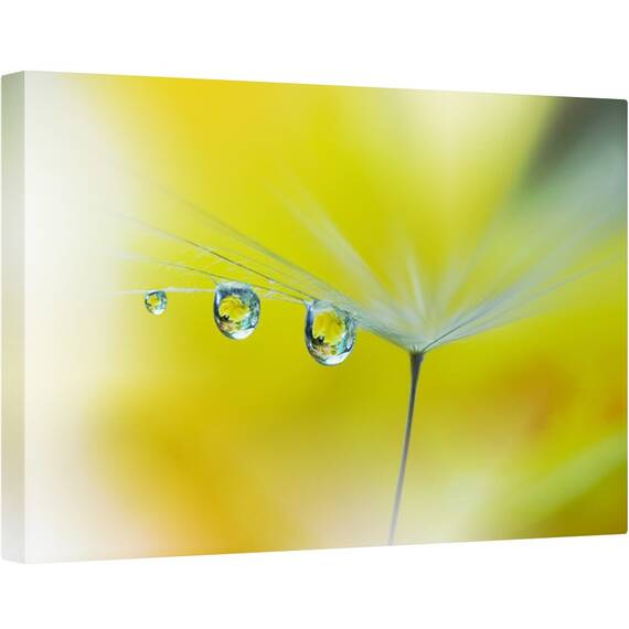 Tablou canvas - Raze de Soare, Galben, Papadie, Samanta, Reflectie, Moale, Vara, 80 x 120 cm - - Roveli