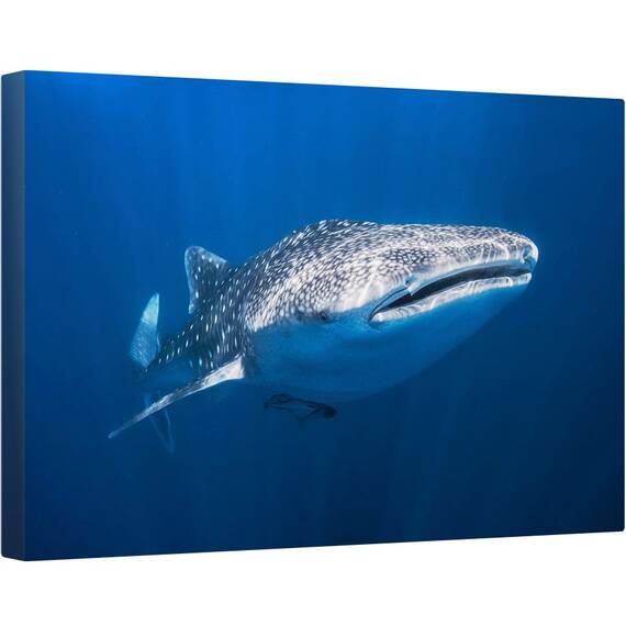 Tablou canvas - Rechin, Balena, Sub Apa, Peste, Madagascar, 40 x 60 cm - - Roveli