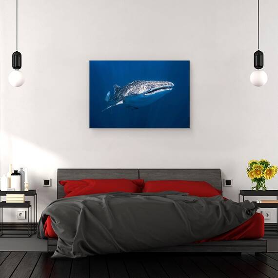 Tablou canvas - Rechin, Balena, Sub Apa, Peste, Madagascar, 40 x 60 cm - 3- Roveli