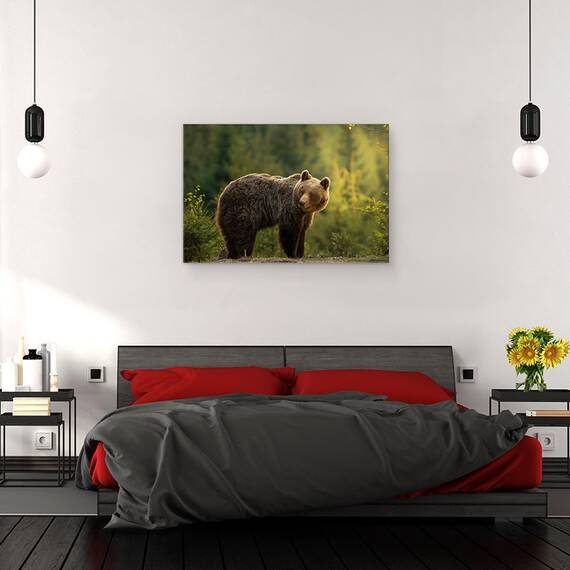 Tablou canvas - Urs, Urs, Fauna, Salbatic, Padure, Urs, Slovacia, 40 x 60 cm - 3- Roveli