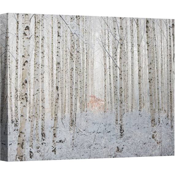 Tablou canvas - Alb, Mesteacan, Padure, Pomi, Copac, 75 x 100 cm - - Roveli
