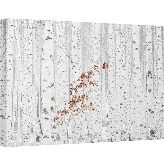 Tablou canvas - Alb, Peisaj, Mesteacan, Copac, Padure, 40 x 60 cm - - Roveli