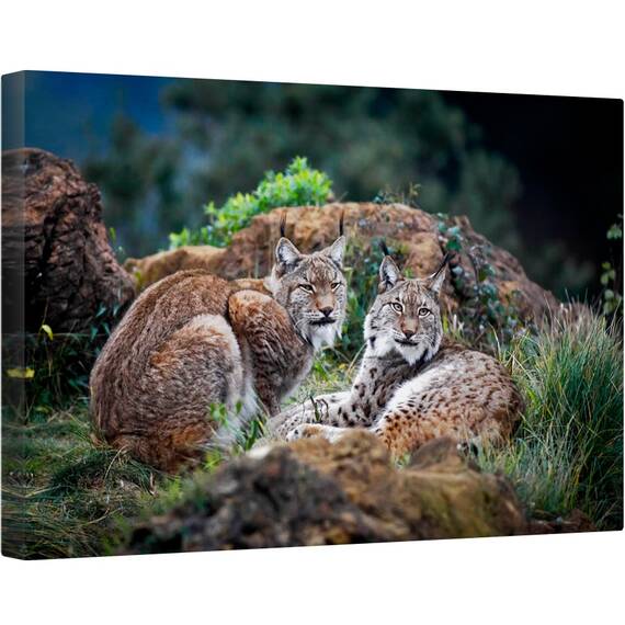 Tablou canvas - Animal, Lynx, Pradator, Cuplu, Pereche, Cabarga, 80 x 120 cm - - Roveli