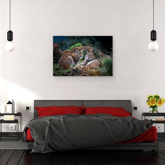 Tablou canvas - Animal, Lynx, Pradator, Cuplu, Pereche, Cabarga, 80 x 120 cm - 3- Roveli