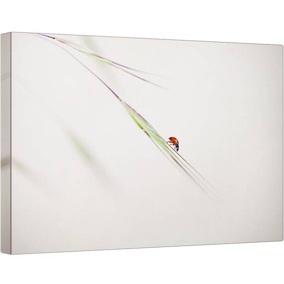 Tablou canvas - Buburuza, Macro, Gargarita, Rosu, Iarba, Insecta, 40 x 60 cm - - Roveli