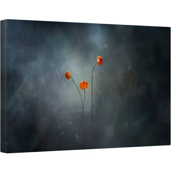 Tablou canvas - Ciuperca Mica, Borneo, Indonezia, Macro, Portocaliu, 80 x 120 cm - - Roveli