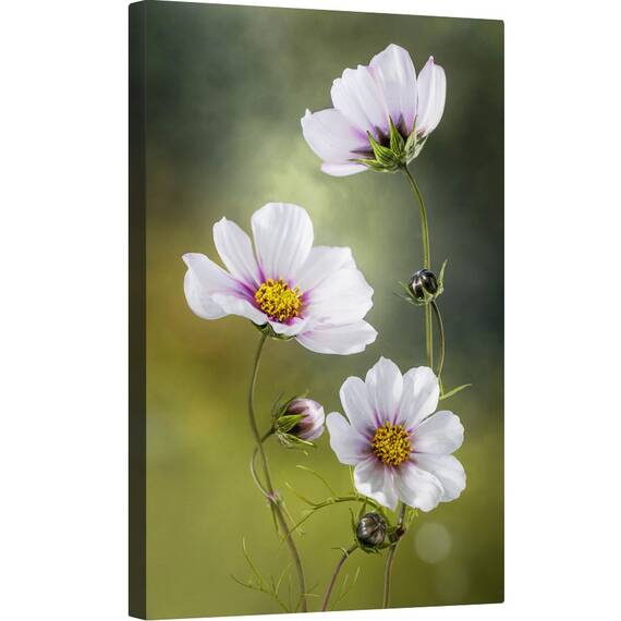 Tablou canvas - Cosmos, Natura Moarta, Cosmos, Floare, Flori, Muguri, 40 x 60 cm - - Roveli