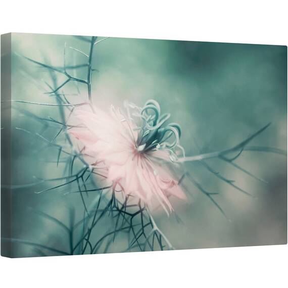 Tablou canvas - Fecioara, Floare, Macro, Roz, Moale, Gradina, 40 x 60 cm - - Roveli