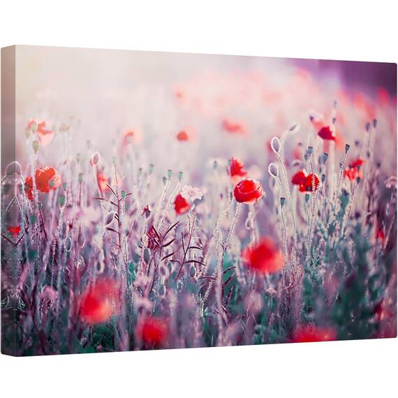 Tablou canvas - Flori de Maci, Maci, Lunca, Flori Salbatice, Prim-Plan, 80 x 120 cm - - Roveli