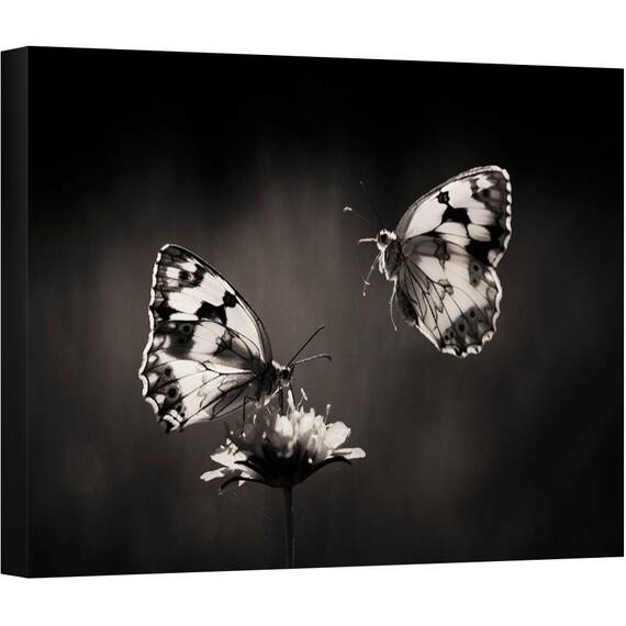 Tablou canvas - Fluture, Insecta, Natura, Floare, Fluturi, Spania, 60 x 80 cm - - Roveli