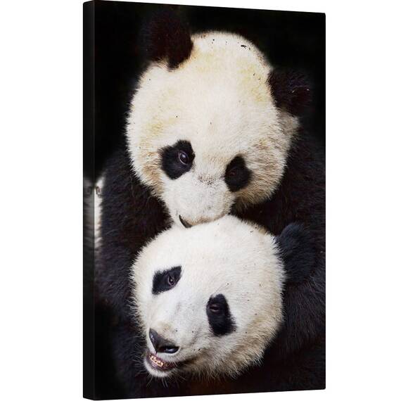 Tablou canvas - Frati, Panda, Ursi Panda, Animal, Dragut, Blana, 40 x 60 cm - - Roveli
