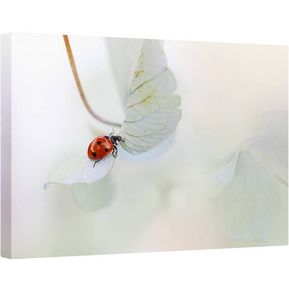 Tablou canvas - Gargarita Pe Hortensie, Gargarita, Moale, Rosu, Frunza, 80 x 120 cm - - Roveli