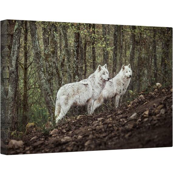 Tablou canvas - Intalnire Cu Lupii Albi, Lupi, Animale, Lup, Padure, Salbatic, Alb, 80 x 120 cm - - Roveli