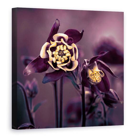 Tablou canvas - Privilegiat, Floare, Macro, Galben, Violet, Prim-Plan, 60 x 60 cm - - Roveli