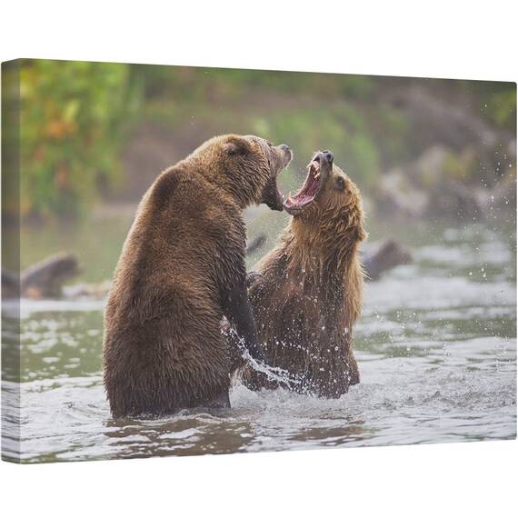 Tablou canvas - Razboiul Ursilor, Fauna, Salbatic, Natura, Animale, Ursi Bruni, Urs Brun, 40 x 60 cm - - Roveli
