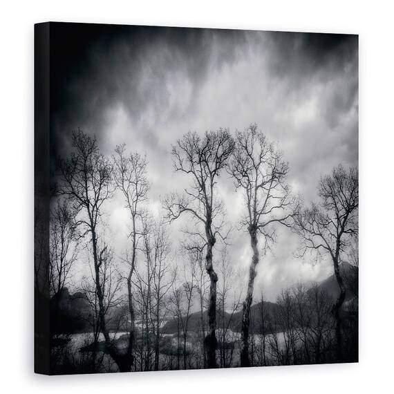 Tablou canvas - Ultimele Zile, Padure, Pomi, Mesteacan, 60 x 60 cm - - Roveli