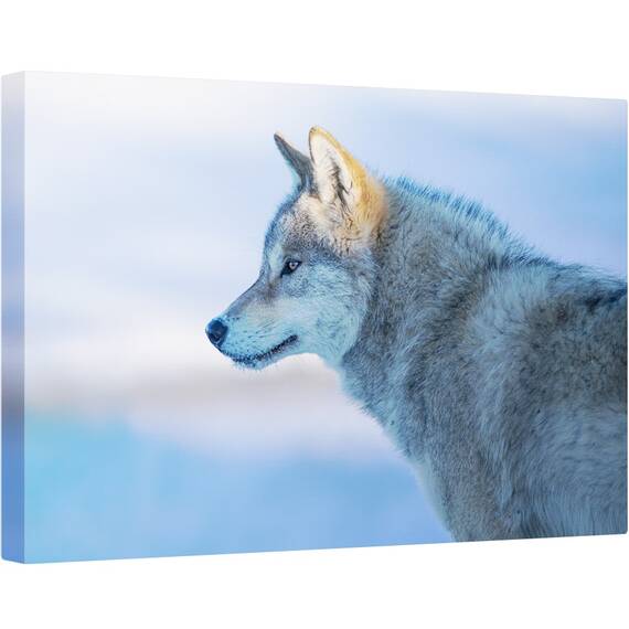 Tablou canvas - Un Lup Vigilent, Animal, Animale, Blana, Lup, 60 x 90 cm - - Roveli
