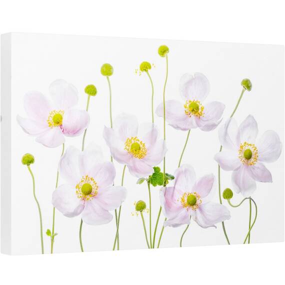 Tablou canvas - Anemone Japoneze, Japoneza, Vara, Floare, Floral, Gradina, 40 x 60 cm - - Roveli