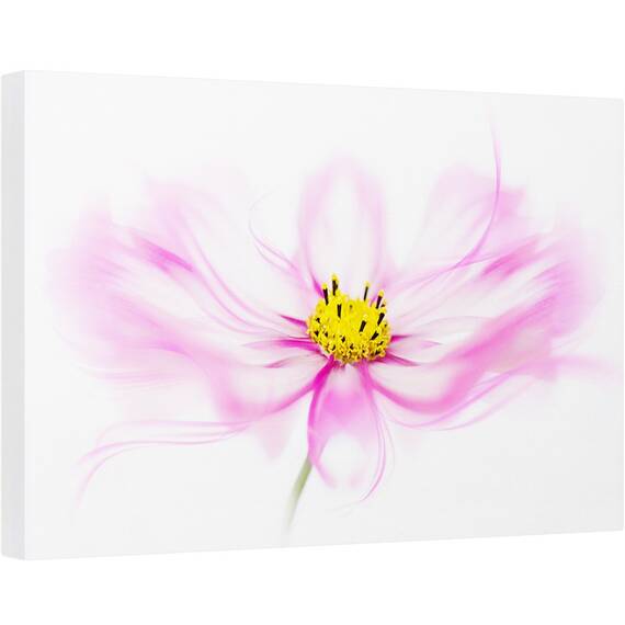 Tablou canvas - Briza, Floare, Roz, Prim-Plan, 80 x 120 cm - - Roveli